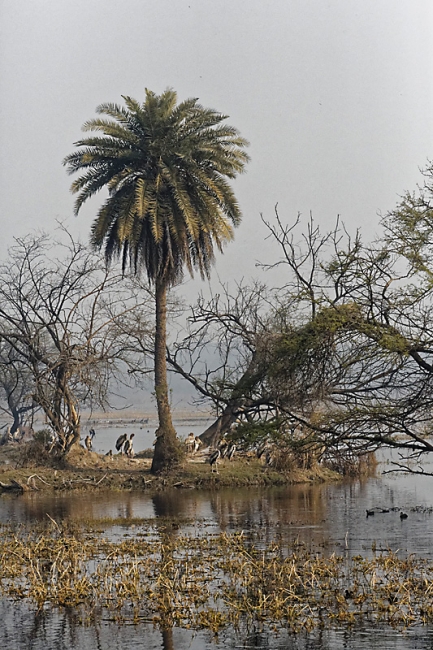 Keoladeo national park-116